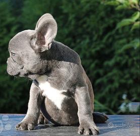 Cuccioli di bulldog francesi blu