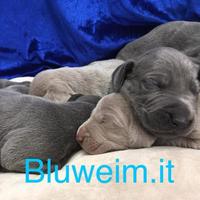 Weimaraner Blue è Grigio Argento Cuccioli