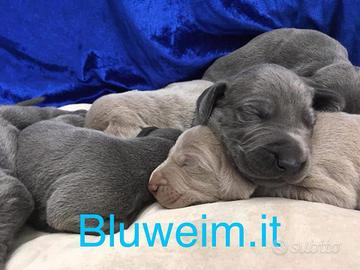 Weimaraner Blue è Grigio Argento Cuccioli