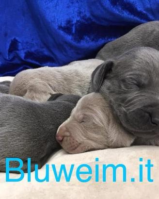 Weimaraner Blue è Grigio Argento Cuccioli