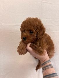 Barboncina tea cup/ mini Toy