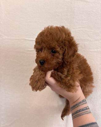 Barboncina tea cup/ mini Toy