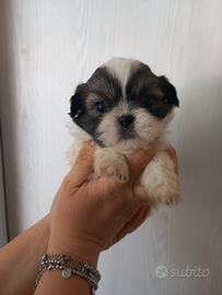 Cuccioli di shitzu