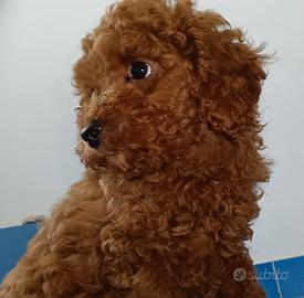 Cuccioli di barboncino red