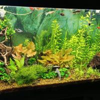 acquario Cayman ferplast completo 