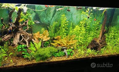 acquario Cayman ferplast completo 