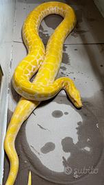 Python bivittatus