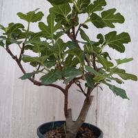 Prebonsai Bonsai Fico