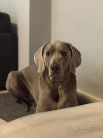 Weimarainer puro desidera amore