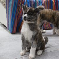 Cuccioli di Akita
