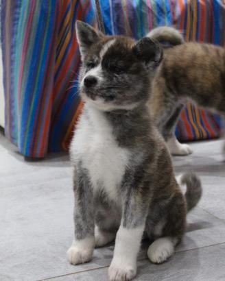 Cuccioli di Akita