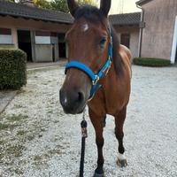 Cavallo da reining e passeggiate