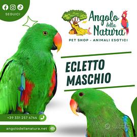 Pappagallo Ecletto Roratus maschio e femmina