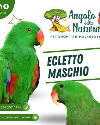 Pappagallo Ecletto Roratus maschio e femmina