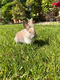 Cuccioli di coniglio testa di leone