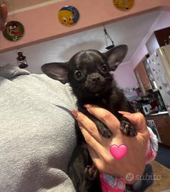 Chihuahua taglia mini mini con pedigri