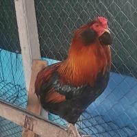 Gallo araucana
