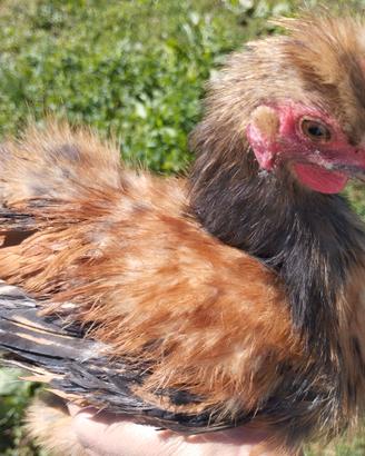 Gallo adozione gratuita