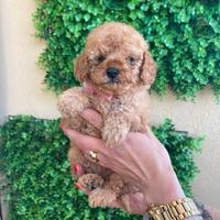 Cuccioli di barboncino nano