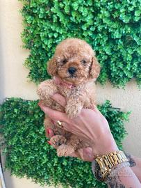 Cuccioli di barboncino nano