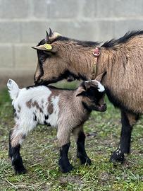 Capretto nano tibetano