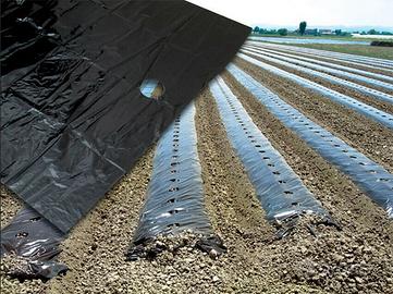 film pacciamante bucato e non per coltivazione