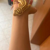 Geco leopardino femmina
