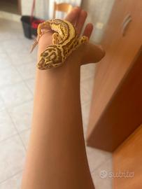 Geco leopardino femmina