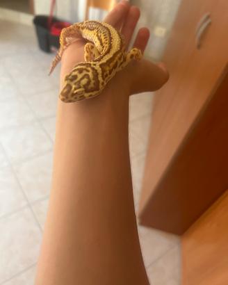 Geco leopardino femmina
