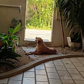 Incrocio Golden retriever