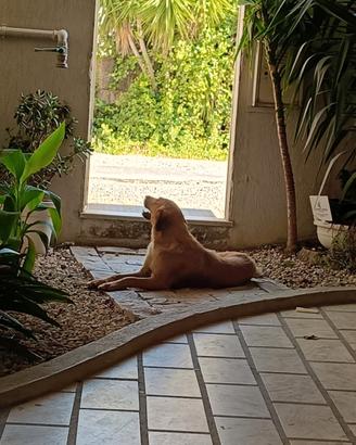 Incrocio Golden retriever