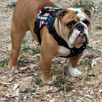 Bulldog inglese (MONTA)