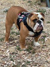 Bulldog inglese (MONTA)