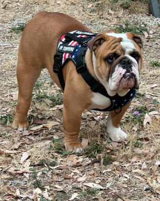 Bulldog inglese (MONTA)