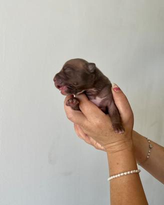 American Pitbull terrier