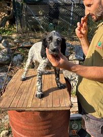 Setter inglese