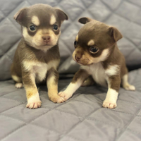 Cuccioli di chihuahua