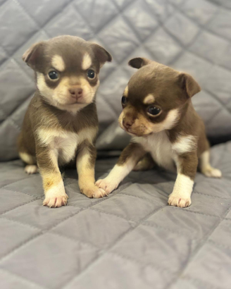 Cuccioli di chihuahua