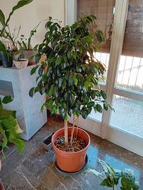ficus benjamin 