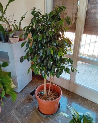 ficus benjamin 