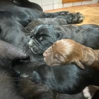 Cuccioli di cane corso