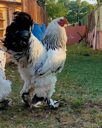 Gruppo brahma Columbia