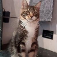 Maschio Maine Coon