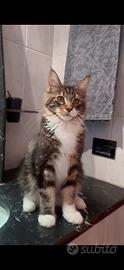 Maschio Maine Coon