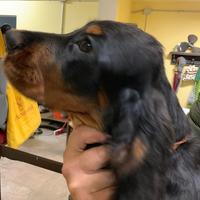 Cuccioli setter gordon