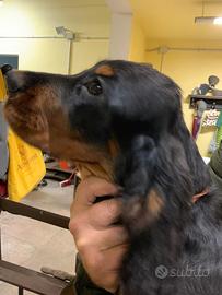Cuccioli setter gordon