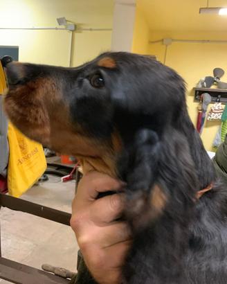 Cuccioli setter gordon