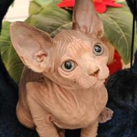 Sphynx