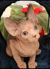 Sphynx