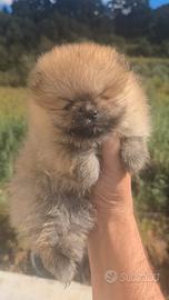 Toy pomerania spitz tedeschi nano pedigree